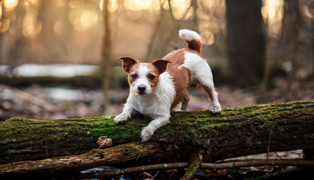 Forest Dog Image