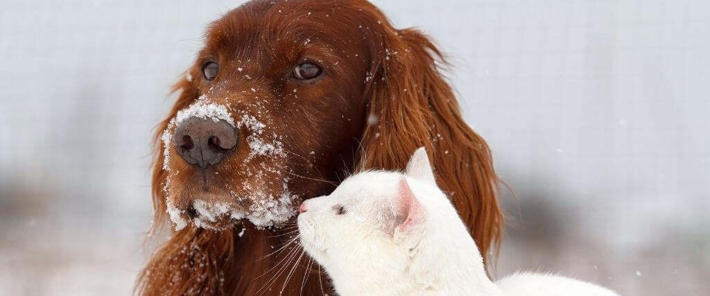 pet winter safety tips