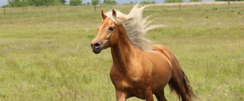 Morgan Horse Breed Profile on GeniusVets Morgan Horse Breed Profile on GeniusVets
