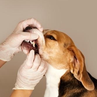 veterinarian in verona nj pet dentistry