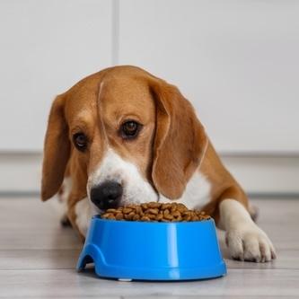 veterinarian in verona nj pet nutrition