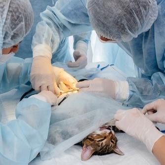 veterinarian in verona nj pet surgery